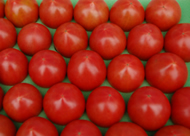 写真：徳谷（とくだに）トマトと薊野（あぞの）トマト
